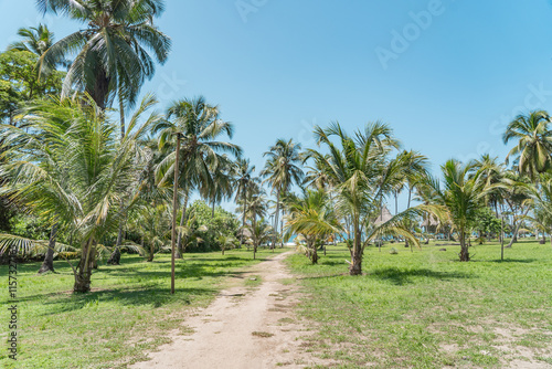 palm trees in tayrona national park photo