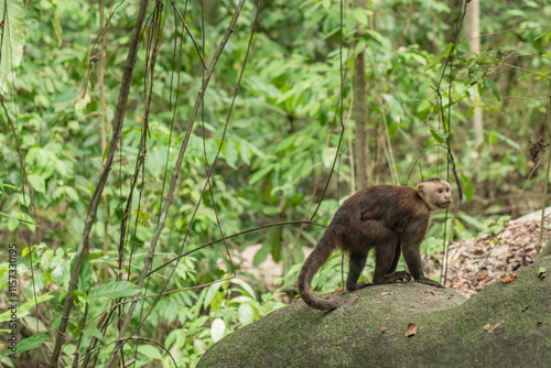 Wild monkey in the jungle of Tayrona National Park in Colombia. 
