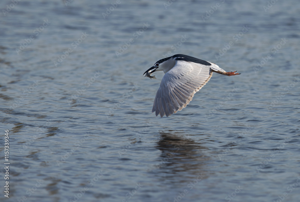 Black-crowned Night heron flying with a fish at Tubli bay, Bahrain Black-crowned Night heron flying with a fish at Tubli bay, Bahrain