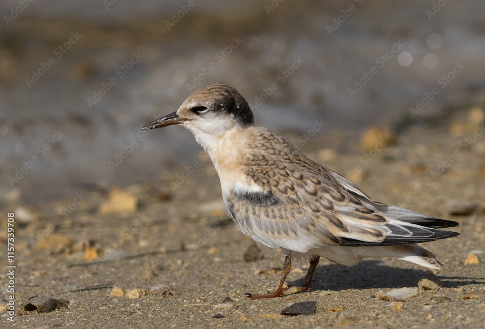 A juvenile Little Tern at Busaiteen coast of Bahrain A juvenile Little Tern at Busaiteen coast of Bahrain