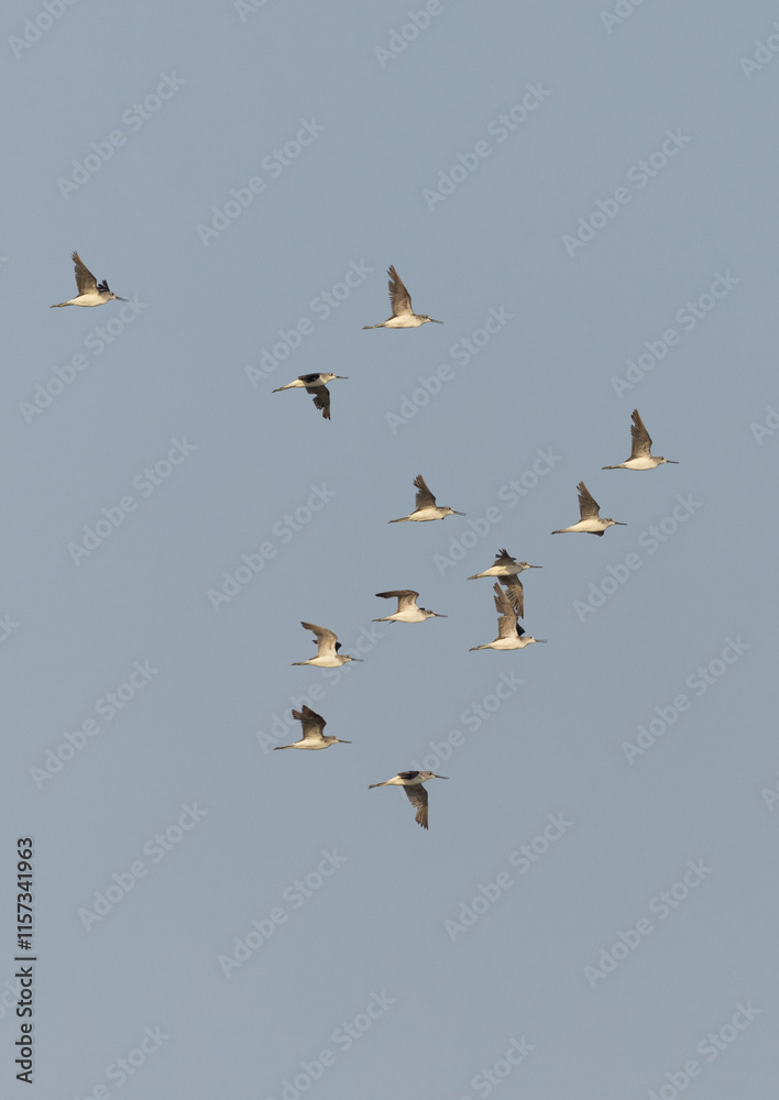 A flock of Common Greenshank flying at mameer creek, Bahrain A flock of Common Greenshank flying at mameer creek, Bahrain