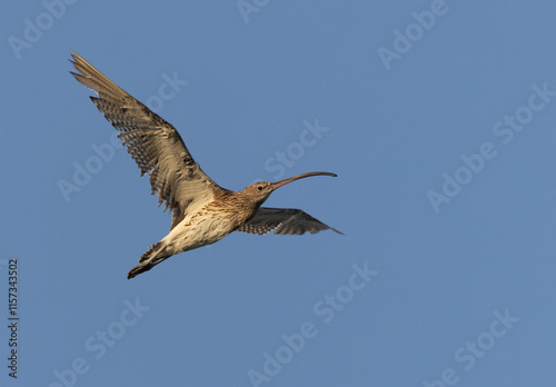 Eurasian curlew in flight at Mameer creek,  Bahrain