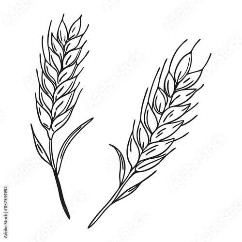 Wheat Sheaf Line Drawing. Vector illustration 