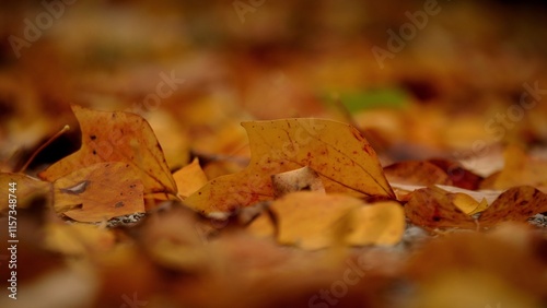 Herbst Blatt