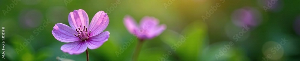 Clear stamens in violet hepatica flower on a lush green stem, garden, greenery, flora