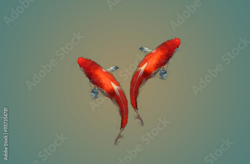 Two Koi fish swimming with background. Japan and chinese fish of lucky symbol.