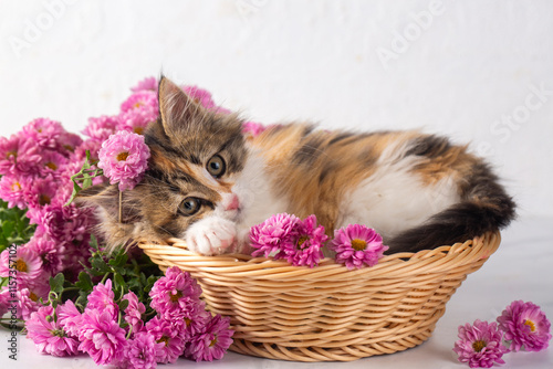 Kitten calico cat among pin...