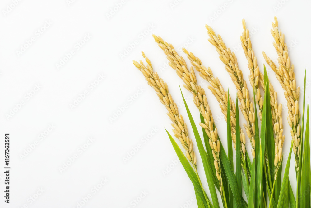 Golden rice stalks with vibrant green leaves create serene and natural composition, perfect for agricultural themes Golden rice stalks with vibrant green leaves create serene and natural composition, perfect for agricultural themes