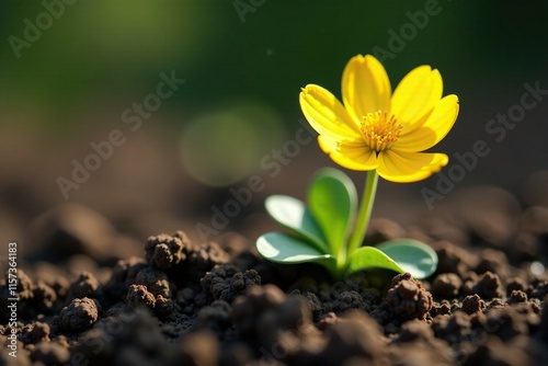 Resilient yellow flower growing in impoverished soil, flower, impaired