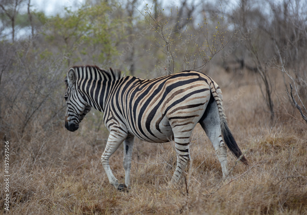 Zebra grazing in a National Park, South Africa Zebra grazing in a National Park, South Africa