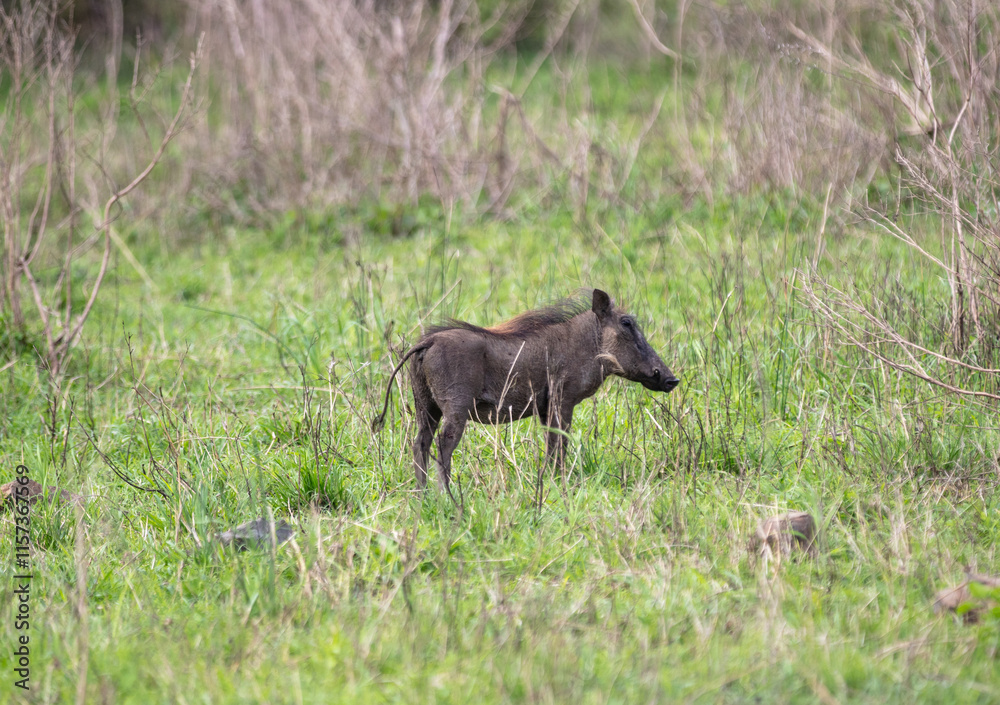 Warthog in a National Park, South Africa. Phacochoerus pig in nature Warthog in a National Park, South Africa. Phacochoerus pig in nature