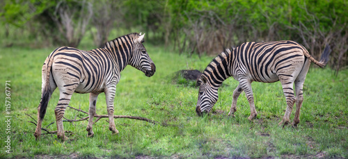 Zebras grazing in a National Park, South Africa. Two plains zebras in nature