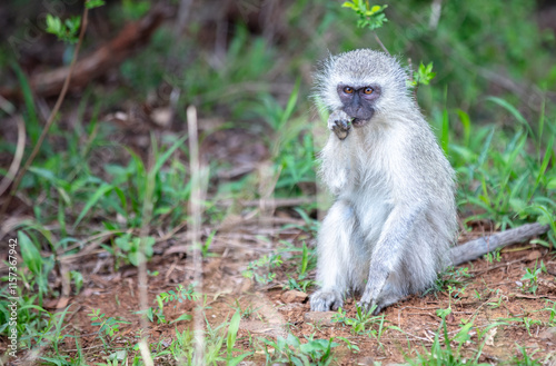 Vervet monkey sitting on the ground in a national park in South Africa.