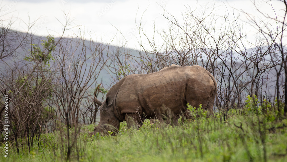 Fototapeta premium Rhinos grazing in Hluhluwe National Park, South Africa. Two white rhinoceros in nature