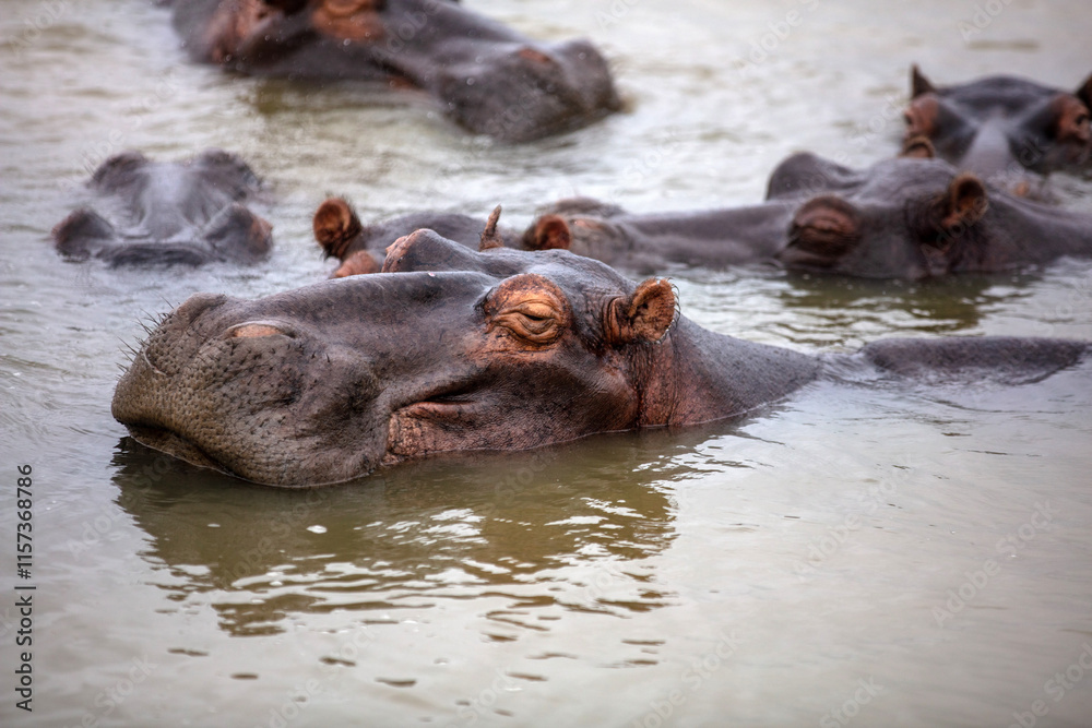 Hippopotamus in the water, hippos family swimming in the river, National Park, South Africa Hippopotamus in the water, hippos family swimming in the river, National Park, South Africa