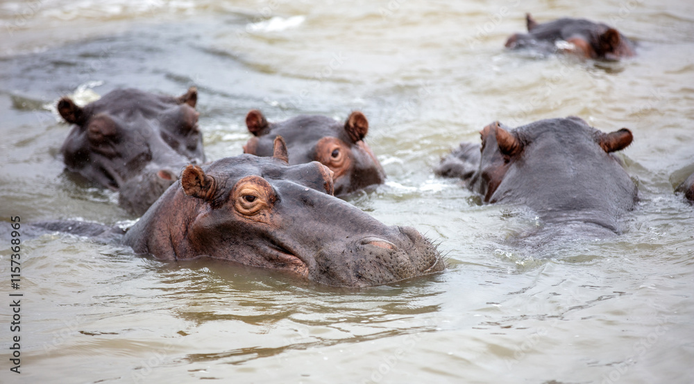 Hippopotamus in the water, hippos family swimming in the river, National Park, South Africa Hippopotamus in the water, hippos family swimming in the river, National Park, South Africa