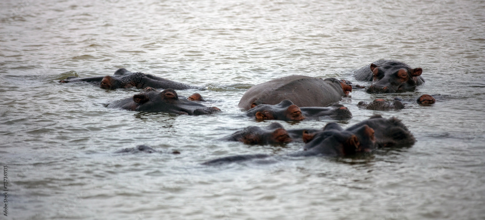 Fototapeta premium Hippopotamus in the water, hippos family swimming in the river, National Park, South Africa