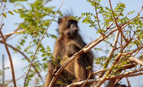 Photography Baboon monkey sitting on tree branch in a national park in South Africa