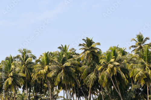 palm trees on the beach