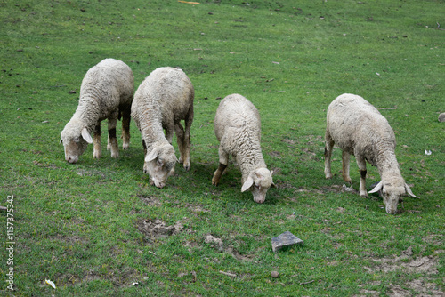 sheep in the field