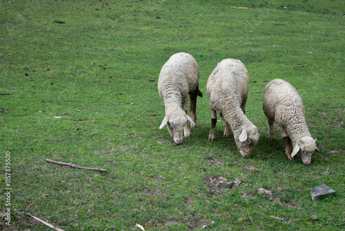 Three sheeps in the field 