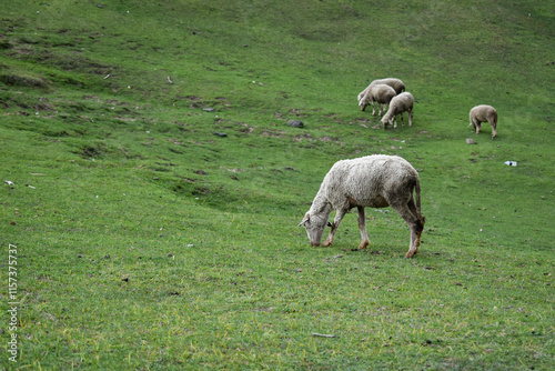 sheep in the meadow