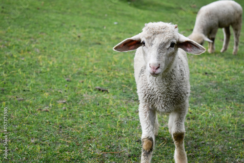sheep in a field