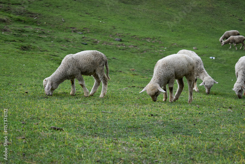 herd of sheep in the field 