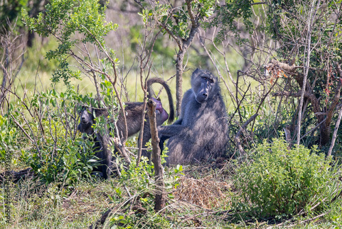 African baboon grooming in the African bush in Hluhluwe Imfolozi National Park, South Africa photo