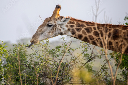 Photography Close up of head and neck of Giraffe using tongue to eat vegetation from top of