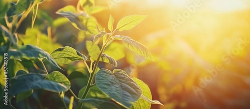 Green bean crops thriving in a sunlit field at sunset with vibrant leaves and clear skies perfect for agricultural advertising and promotions photo