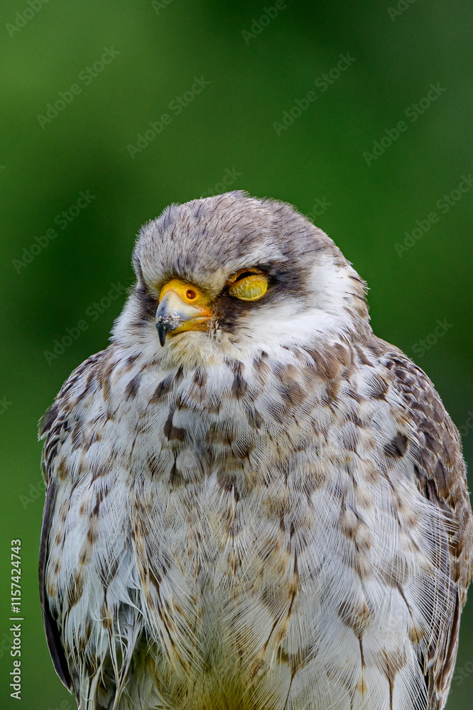 Obraz premium Amur falcon 