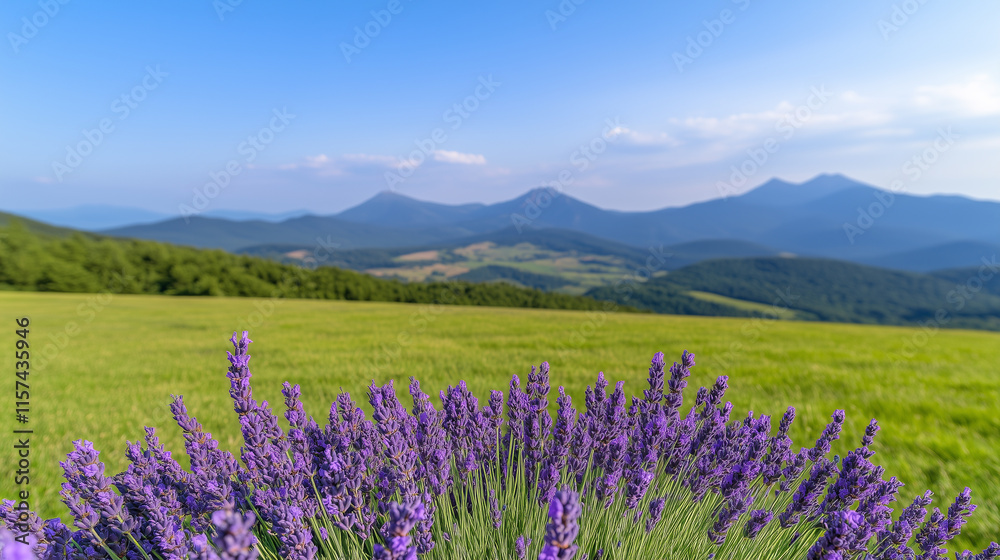 Fototapeta premium Lavender Flowers and Mountain Landscape