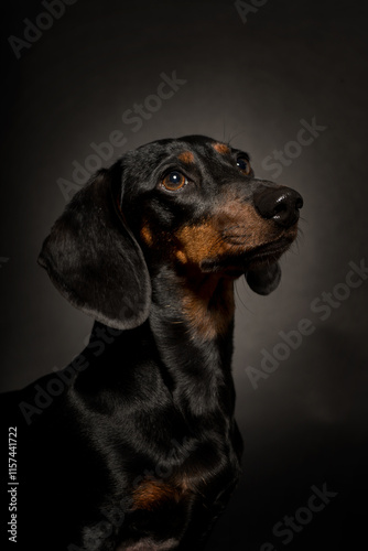 black and brown teckel looking