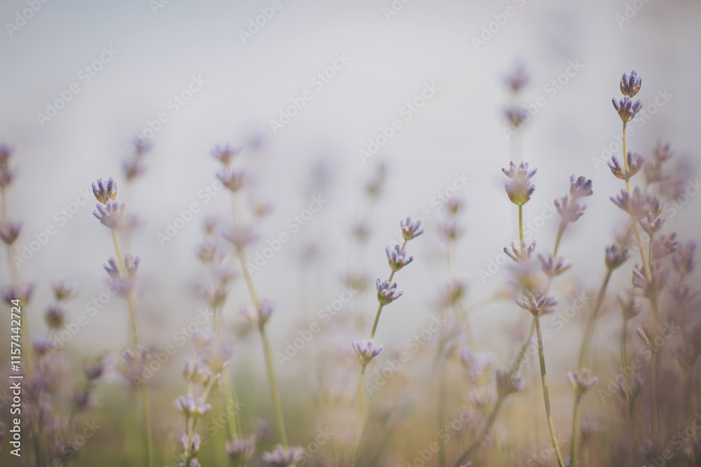 Blooming lavender flowers in a field with selective focus on a blurred background. Copy space for text. Blooming lavender flowers in a field with selective focus on a blurred background. Copy space for text.