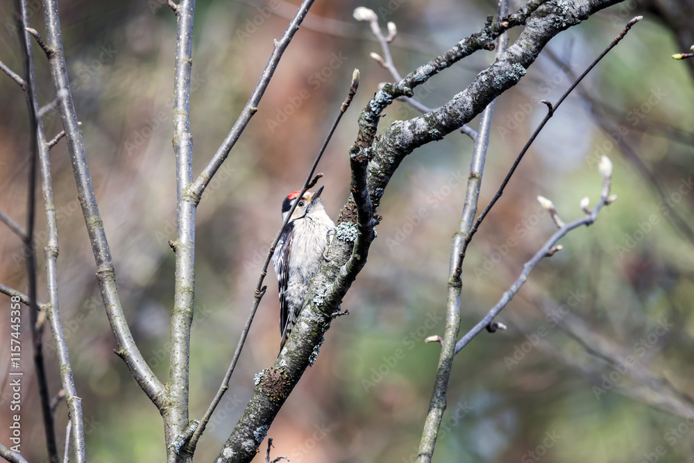 Lesser spotted woodpecker is on the branch Lesser spotted woodpecker is on the branch