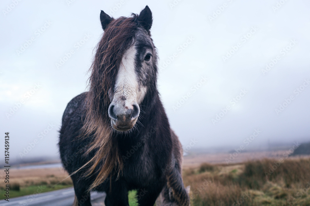 Fototapeta premium Welsh black pony by the road