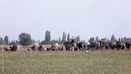 herdsmen live in nomadic lifestyle in issyk-kul region countryside. Kyrgyzstani is nomads in central asia history. 