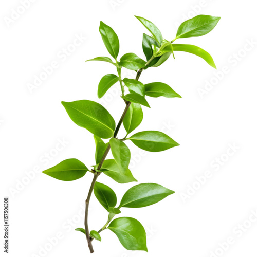 Lush Green Sprig Vibrant Foliage Spring Leaves Nature Botany Plant Branch