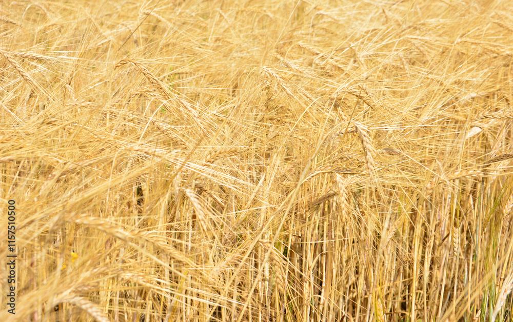 a close up of the agricultural field with ripe wheat a close up of the agricultural field with ripe wheat