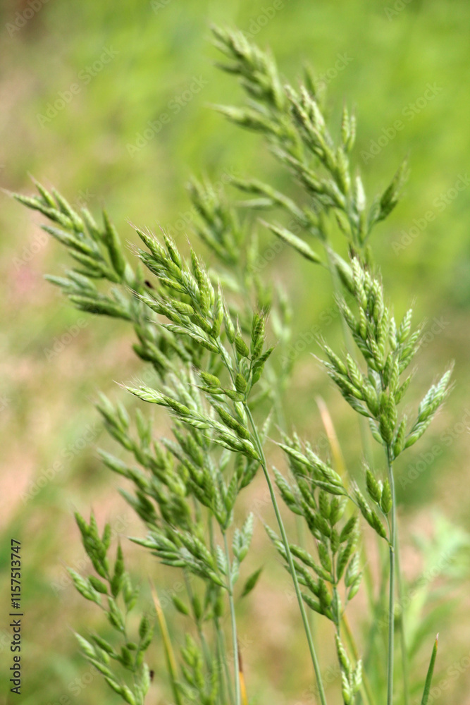 Cereal grass bromus grows in nature Cereal grass bromus grows in nature