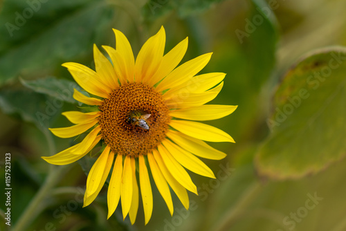 Bright sunflower with a busy bee collecting nectar in a garden A vibrant sunflower stands tall, its golden petals spread out wide while a busy bee gathers nectar in a lush garden during a sunny 