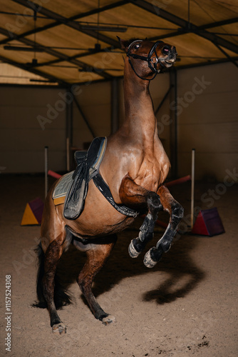 Brown adult horse without rider spooked and stood on its hind legs