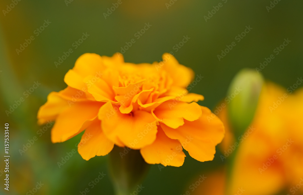 Blossom of a marigold, beautiful marigold, close up calendula officinalis, colourful orange flower, colourful summer picture orange yellow petals, green background