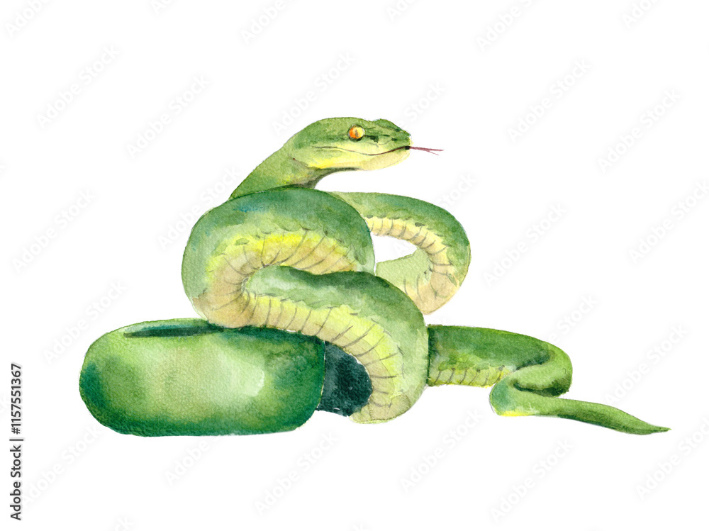 Fototapeta premium Green snake, hand drawn watercolor illustration on paper
