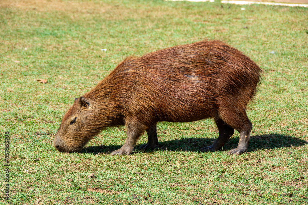 View of some capybaras at Cesamar Park in the city of Palmas - Palmas, Tocantins, Brazil View of some capybaras at Cesamar Park in the city of Palmas - Palmas, Tocantins, Brazil