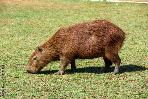 View of some capybaras at Cesamar Park in the city of Palmas - Palmas, Tocantins, Brazil