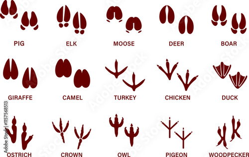 Animals paw prints.  cat and dog trace. Cartoon mammal footprints, black bird foot. Wild animal feet silhouette. Foot paws track tiger, Pets trails. Walking deer, horse footstep