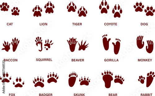 Animals paw prints.  cat and dog trace. Cartoon mammal footprints, black bird foot. Wild animal feet silhouette. Foot paws track tiger, Pets trails. Walking deer, horse footstep