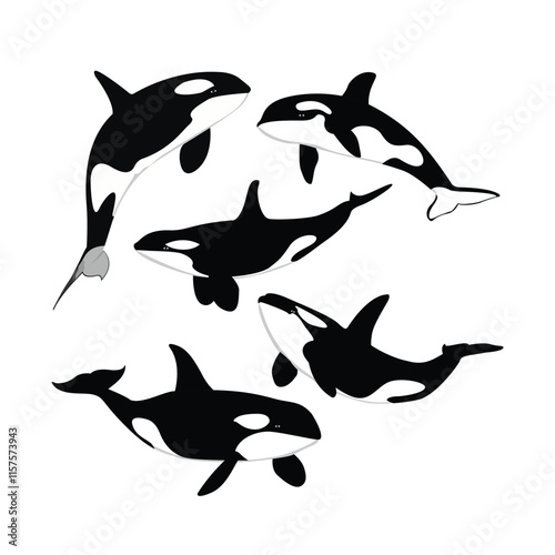 killer whale
